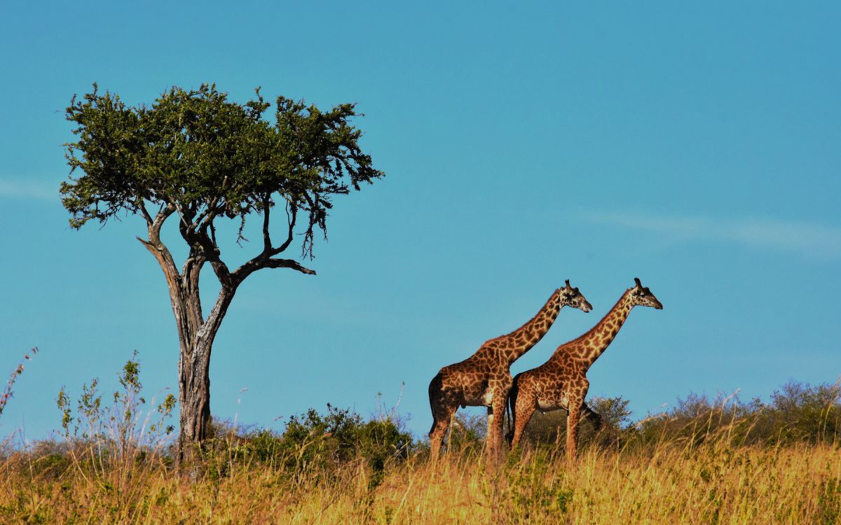 East Africa